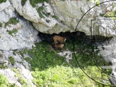 Серна-кавказская_кормление